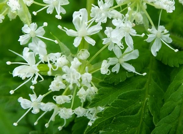 Cicely myrrhis odorata samen for anpflanzung