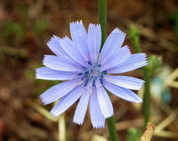 Cichorium Intybus Blumensamen zur Aussaat kompakt Wuchs Traditionssorte & ohne Gentechnik Samen Hausgarten