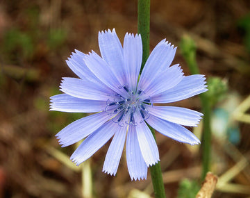 Cichorium Intybus Blumensamen zur Aussaat kompakt Wuchs Traditionssorte & ohne Gentechnik Samen Hausgarten