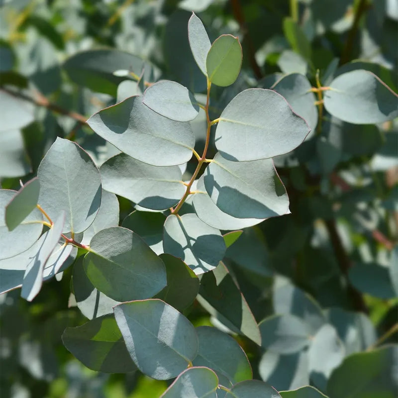 Cider Gum Eucalyptus tree Anbau in Garten