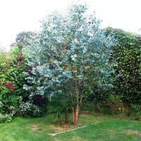 Cider Gum Eucalyptus Samen for Aussaat