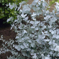 kaufen cider gum eucalyptus bonsai pflanzung samen Stück, 100 Stück