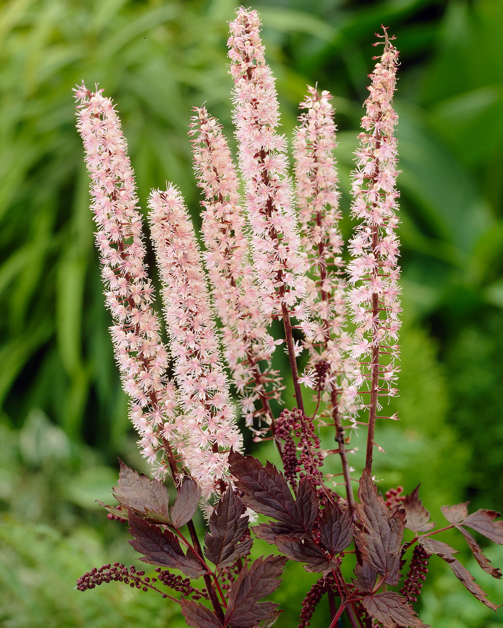 Cimicifuga Blumensamen zur Aussaat Bestäuber freundlich Traditionssorte & ohne Gentechnik Samen Hausgarten