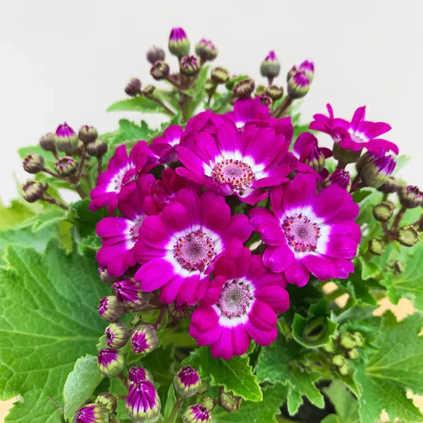 Rosa cineraria blume samen for anpflanzung cut blume favorite heirloom & gmo free samen for home garten
sale samen for home garten anpflanzung