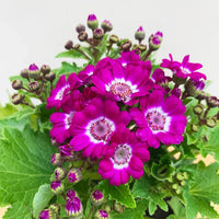 Rosa cineraria blume samen for anpflanzung cut blume favorite heirloom & gmo free samen for home garten 
 
 sale samen for home garten anpflanzung