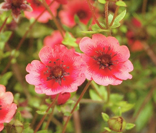 Rot Willmott Blumensamen zur Aussaat – hochwertige Qualitäts- – Traditionssorte & ohne Gentechnik Samen Hausgarten