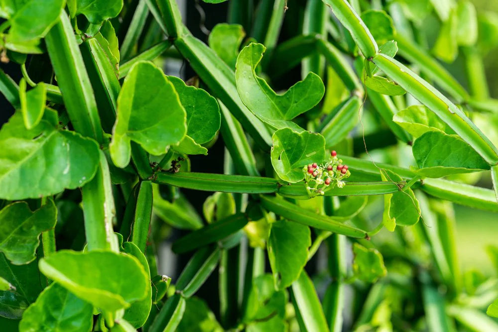 Cissus Blumensamen zur Aussaat ideal Rabatten Traditionssorte & ohne Gentechnik Samen Hausgarten