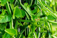 Cissus Blumensamen zur Aussaat ideal Rabatten Traditionssorte & ohne Gentechnik Samen Hausgarten