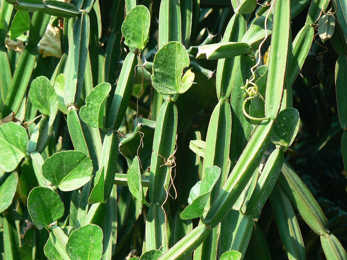 Cissus Blumensamen zur Aussaat ideal Rabatten Traditionssorte & ohne Gentechnik Samen Hausgarten