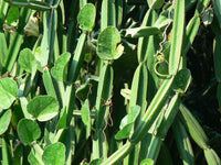 Cissus Blumensamen zur Aussaat ideal Rabatten Traditionssorte & ohne Gentechnik Samen Hausgarten