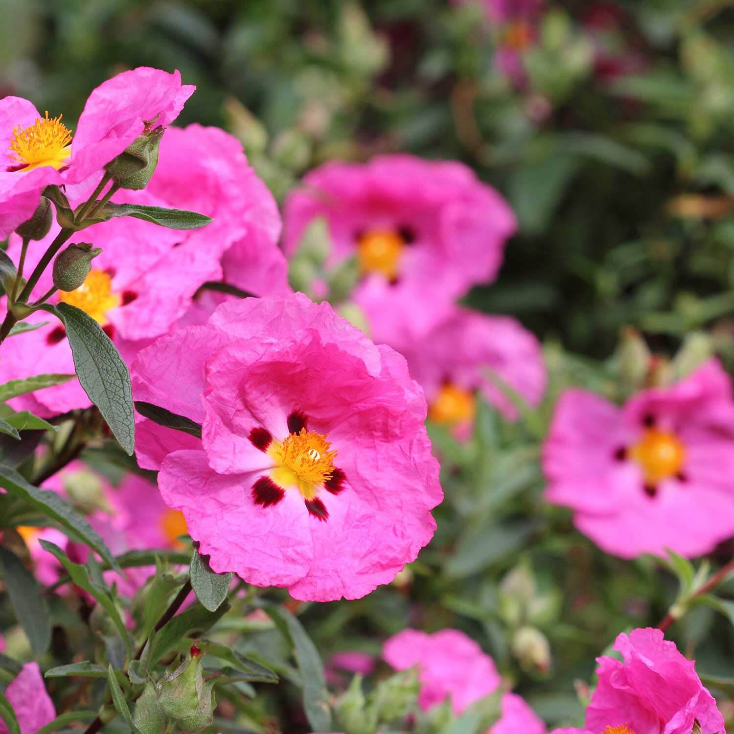 CISTUS Blumensamen zur Aussaat – leuchtend – Traditionssorte & ohne Gentechnik Samen Hausgarten