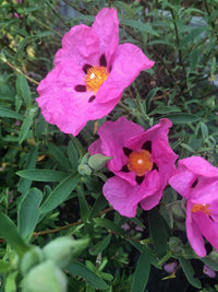 Hardy cistus blume samen for anpflanzung