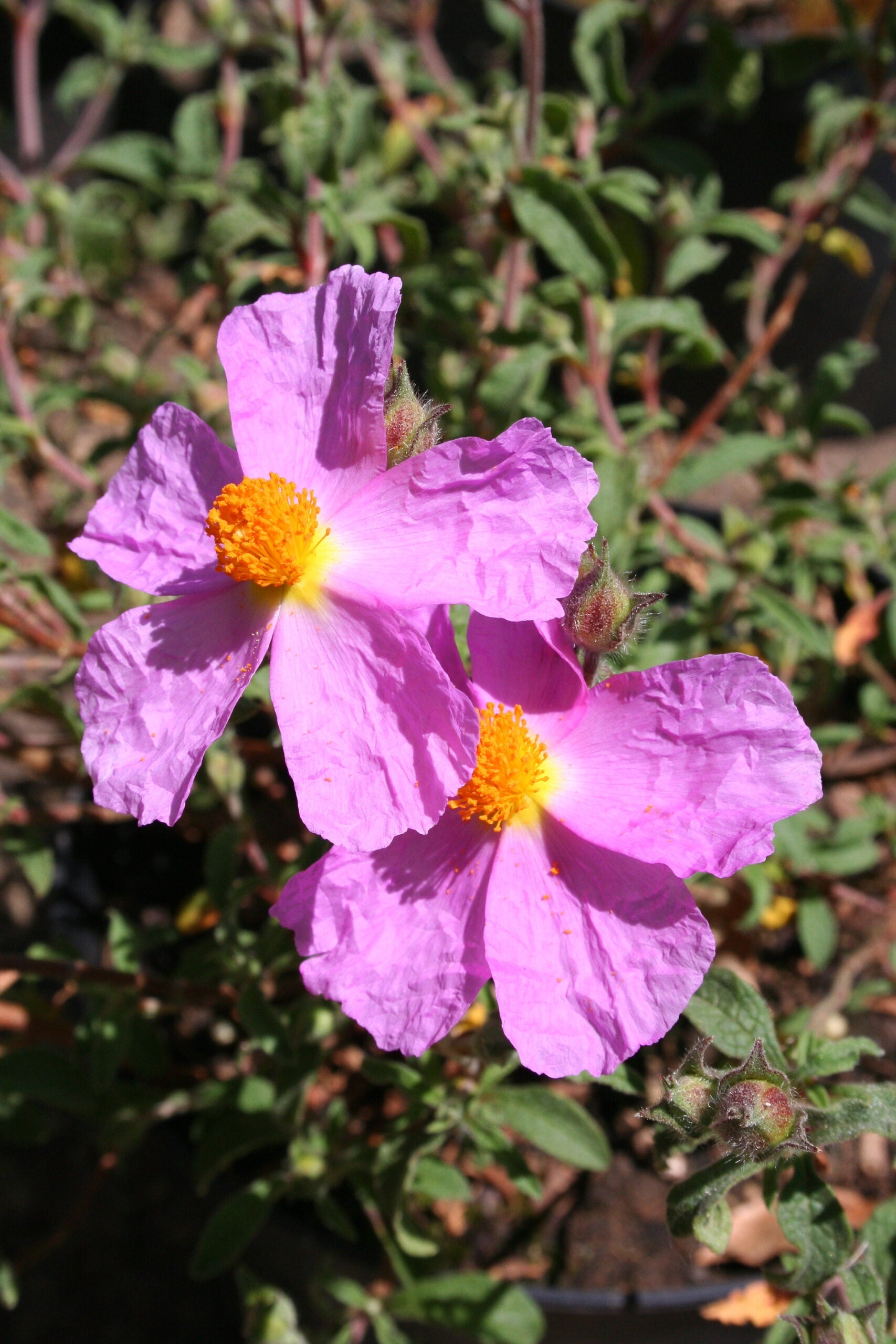 Creticus Blumensamen zur Aussaat – lang Blüte Saison – Traditionssorte & ohne Gentechnik Samen Hausgarten