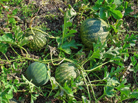 Green Cucumeropsis Samen zum Pflanzen - High-Quality Gemüsesamen