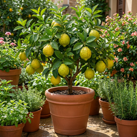 Citrus Galgal Samen