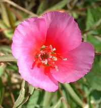 Rosa Godetia Blumensamen zur Aussaat – Bestäuber freundlich – Traditionssorte & ohne Gentechnik Samen Hausgarten