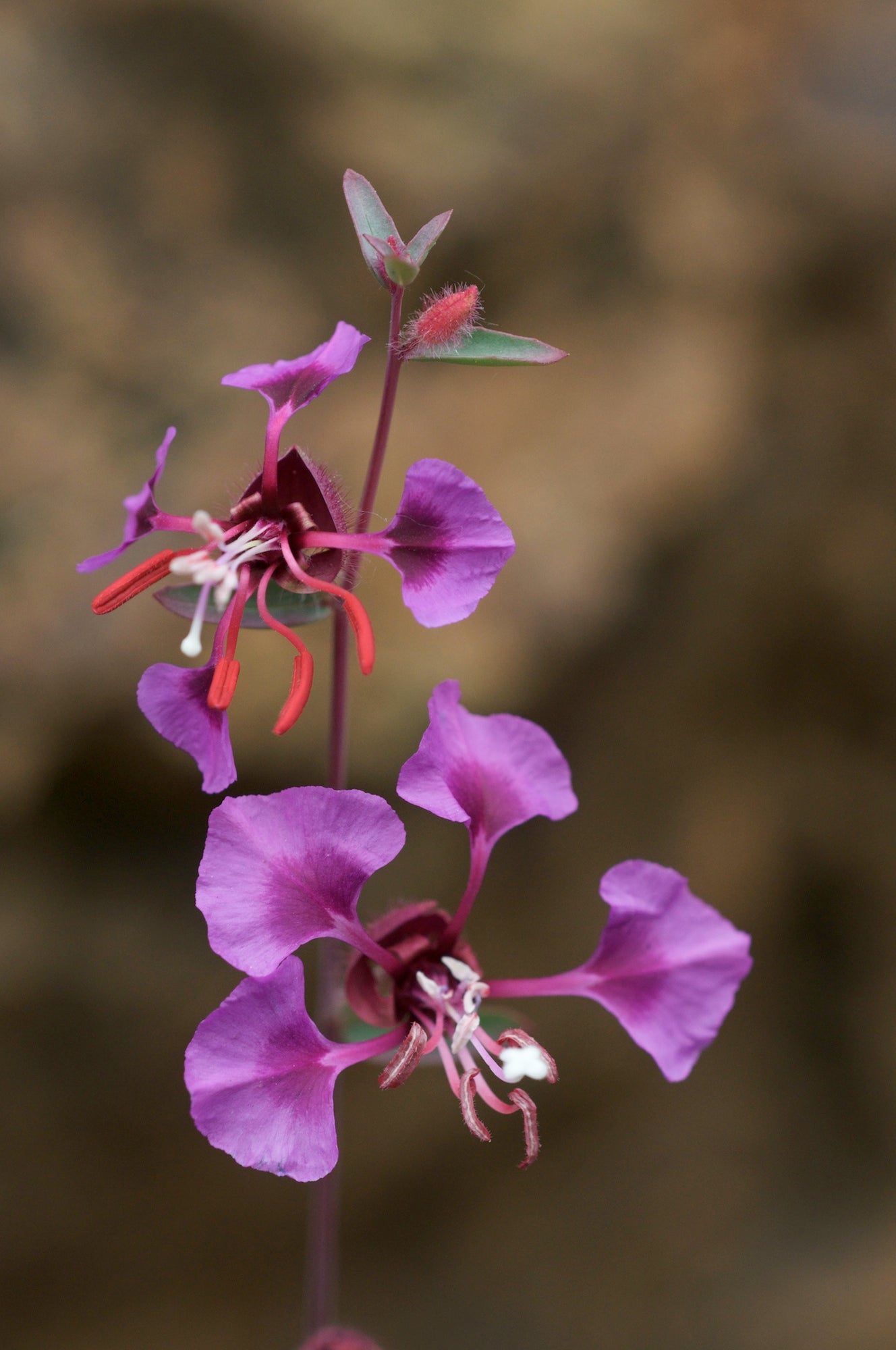 Lila elegant Clarkia Samen zur Aussaat leuchtend einjährige Blume Blüten
