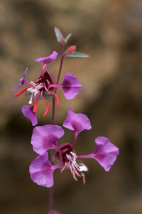 Lila elegant Clarkia Samen zur Aussaat leuchtend einjährige Blume Blüten