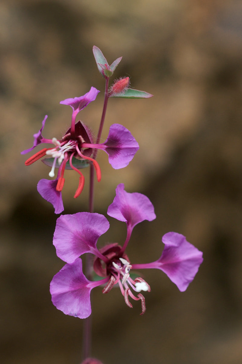 Lila elegant Clarkia Samen zur Aussaat leuchtend einjährige Blume Blüten