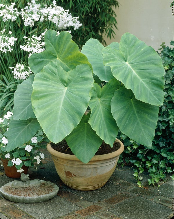 Florida (florida caladium) samen for anpflanzung in home garten