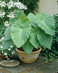 Florida (florida caladium) samen for anpflanzung in home garten