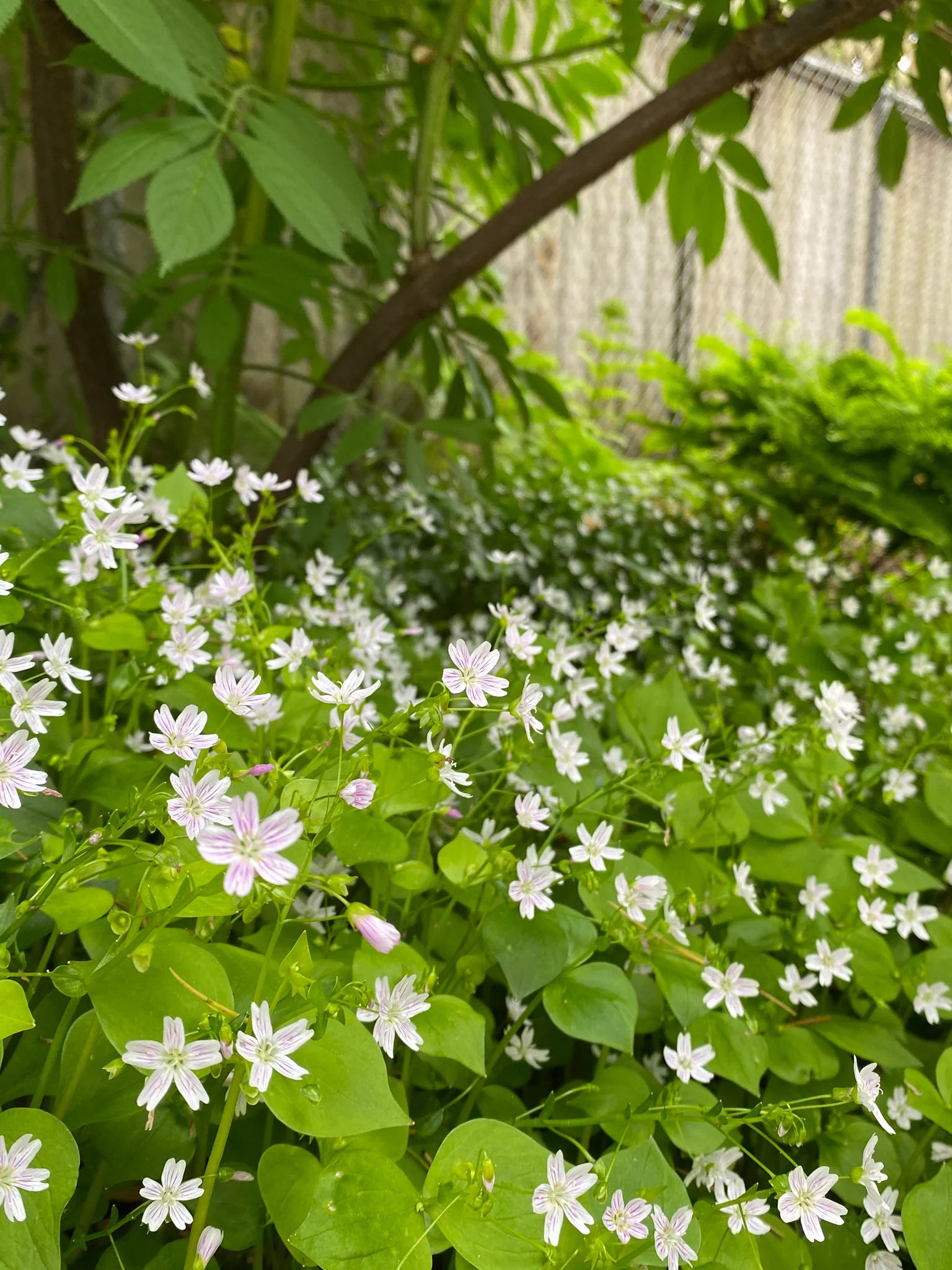Weiß Claytonia Sibirica Blumensamen Aussaat