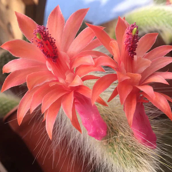 Cleistocactus colademononis blume samen for anpflanzung - drought tolerant, heirloom & gmo free samen for home garten
 
 sale samen for home garten