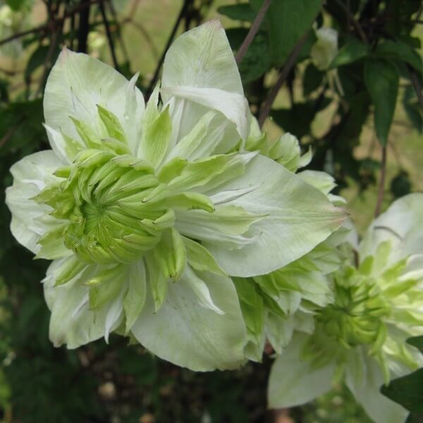 Light grün clematis blume samen for anpflanzung colorful display heirloom & gmo free samen for home garten 
 
 sale samen for home garten anpflanzung