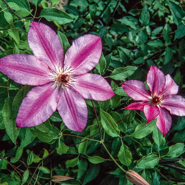 Rosa Weiß Nolilis Clemitis Blumensamen zur Aussaat – Schnitt Blume beliebt – Traditionssorte & ohne Gentechnik Samen Hausgarten