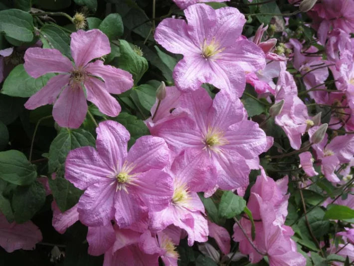 Waldrebe klein Rosa Blumensamen zur Aussaat – ideal Rabatten – Traditionssorte & ohne Gentechnik Samen Hausgarten