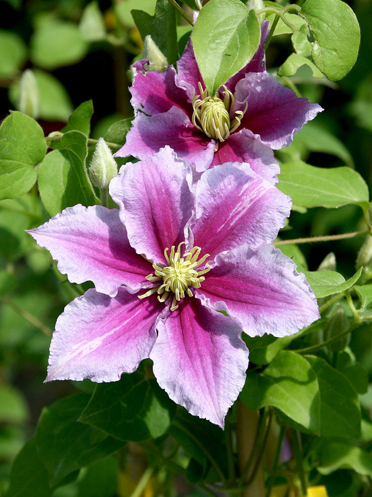 Gemischt Waldrebe Blumensamen zur Aussaat duftend Blüten Traditionssorte & ohne Gentechnik Samen Hausgarten