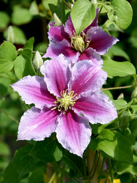 Gemischt Waldrebe Blumensamen zur Aussaat duftend Blüten Traditionssorte & ohne Gentechnik Samen Hausgarten