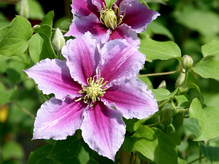 Rosa Waldrebe Blumensamen zur Aussaat leuchtend Traditionssorte & ohne Gentechnik Samen Hausgarten