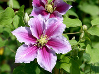 Rosa Waldrebe Blumensamen zur Aussaat leuchtend Traditionssorte & ohne Gentechnik Samen Hausgarten