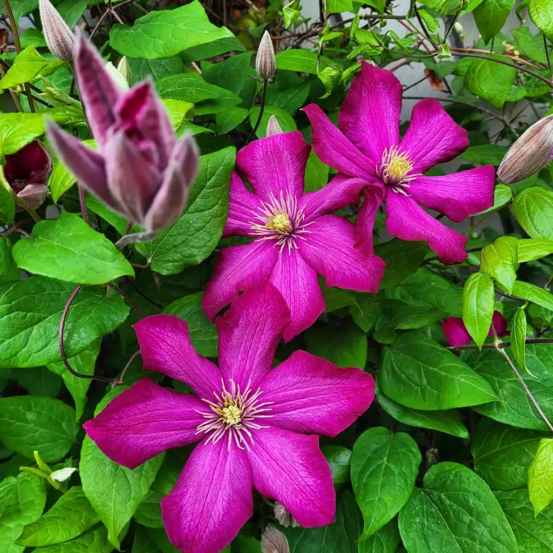 Rosa Weiß Nolilis Clemitis Blumensamen zur Aussaat – Schnitt Blume beliebt – Traditionssorte & ohne Gentechnik Samen Hausgarten