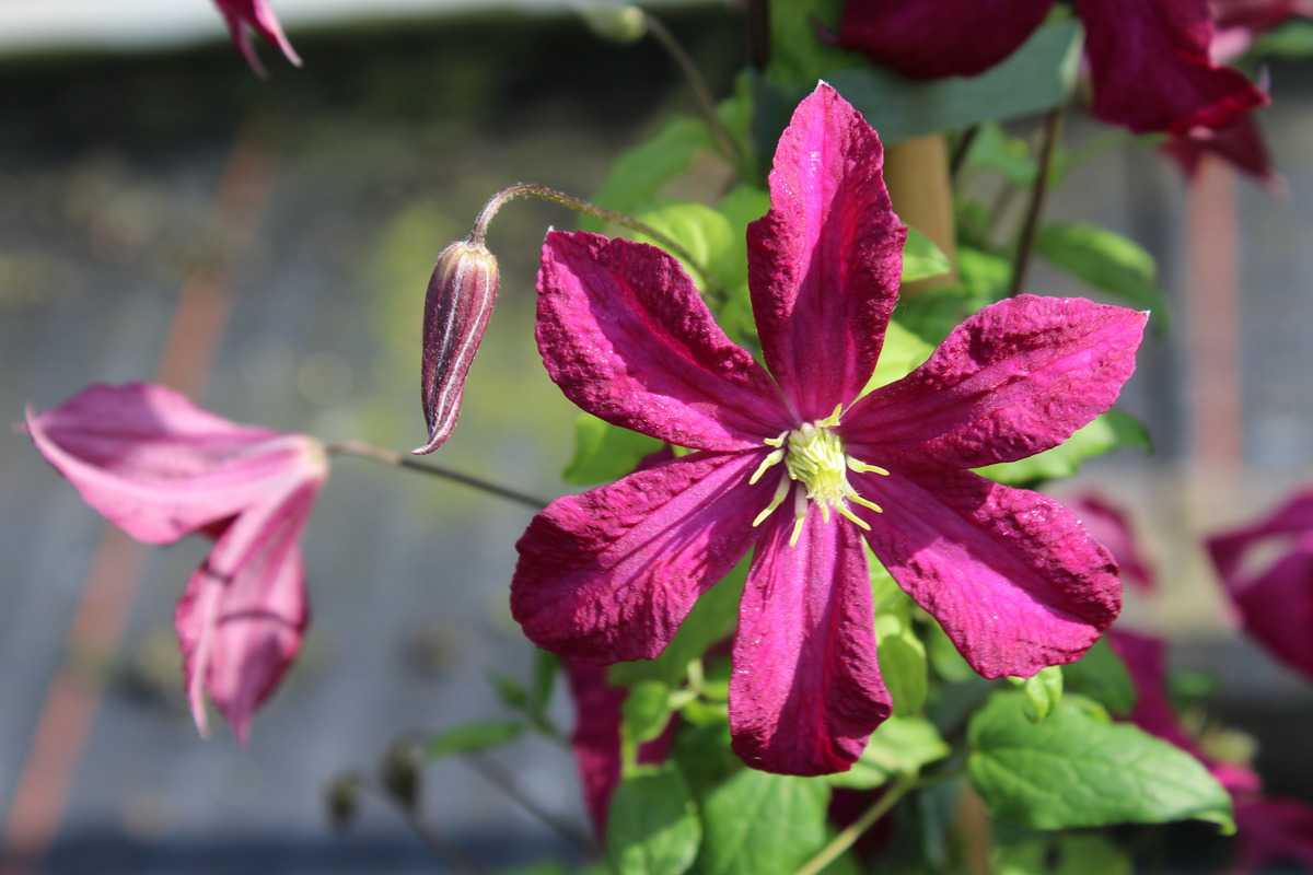 Waldrebe Bordeaux Blumensamen zur Aussaat – pflegeleicht – Traditionssorte & ohne Gentechnik Samen Hausgarten
