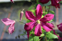 Waldrebe Bordeaux Blumensamen zur Aussaat – pflegeleicht – Traditionssorte & ohne Gentechnik Samen Hausgarten