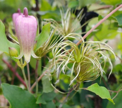 Waldrebe Reticulata Blumensamen zur Aussaat pflegeleicht Traditionssorte & ohne Gentechnik Samen Hausgarten