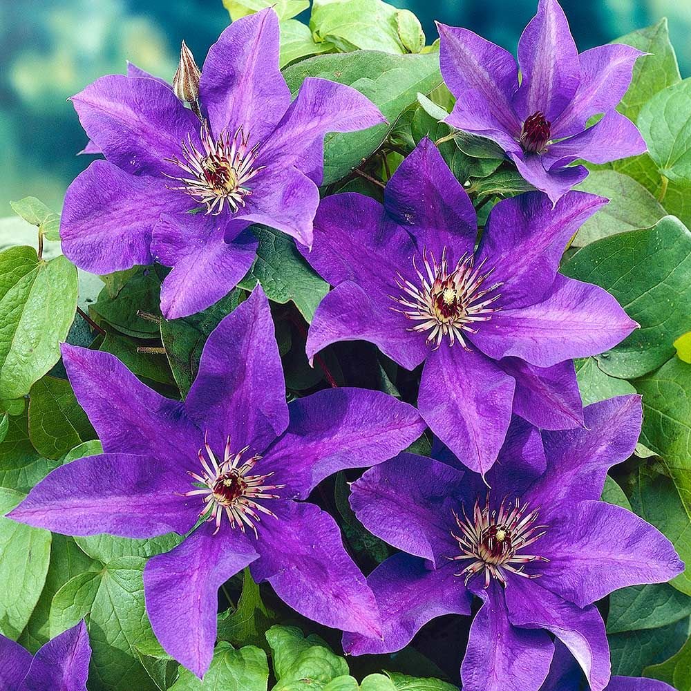 Clematis blume samen for anpflanzung - climbing beauty