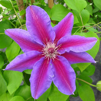 Rosa Violett Waldrebe Blumensamen zur Aussaat – Landhaus Garten wichtig – Traditionssorte & ohne Gentechnik Samen Hausgarten
