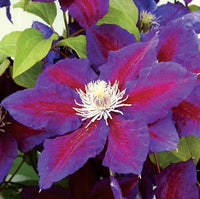 Waldrebe Bordeaux Blumensamen zur Aussaat – pflegeleicht – Traditionssorte & ohne Gentechnik Samen Hausgarten