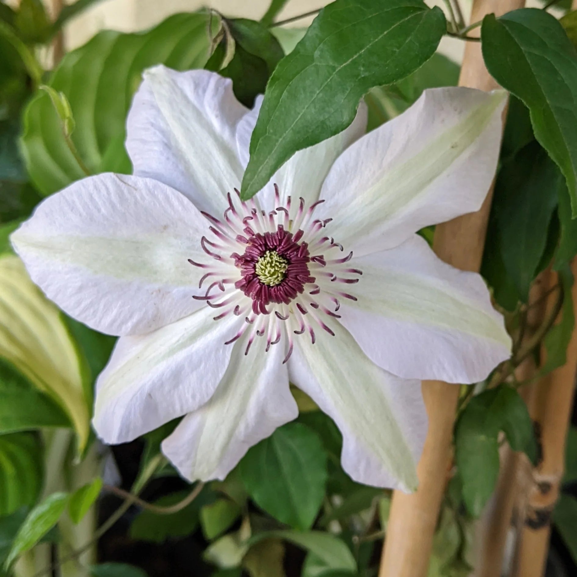 Braun Weiß Waldrebe Blumensamen zur Aussaat Wildblume Mischung Traditionssorte & ohne Gentechnik Samen Hausgarten