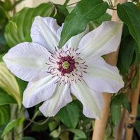 Braun Weiß Waldrebe Blumensamen zur Aussaat Wildblume Mischung Traditionssorte & ohne Gentechnik Samen Hausgarten
