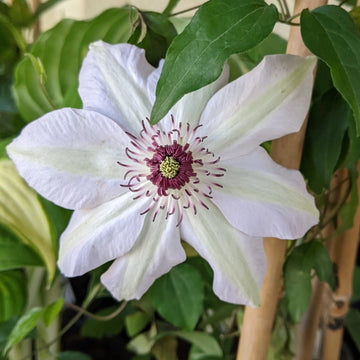 Braun Weiß Waldrebe Blumensamen zur Aussaat Wildblume Mischung Traditionssorte & ohne Gentechnik Samen Hausgarten