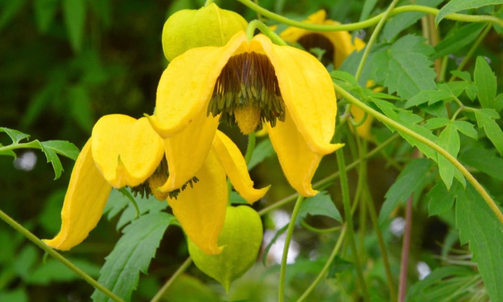 Gelb Tangutica Blume Samen zur Aussaat Kollektion