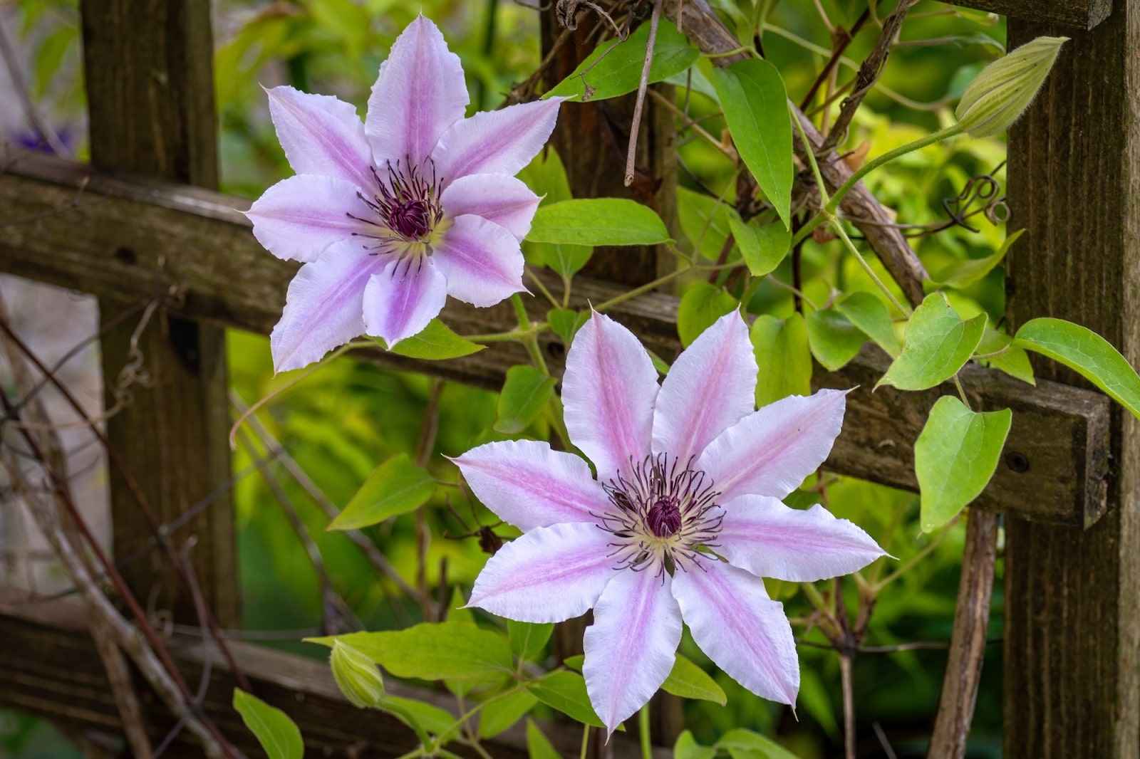Waldrebe Blumensamen zur Aussaat – saisonal Dauerblüher – Traditionssorte & ohne Gentechnik Samen Hausgarten