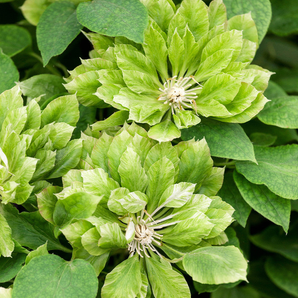Grün Waldrebe Blumensamen zur Aussaat leuchtend Traditionssorte & ohne Gentechnik Samen Hausgarten