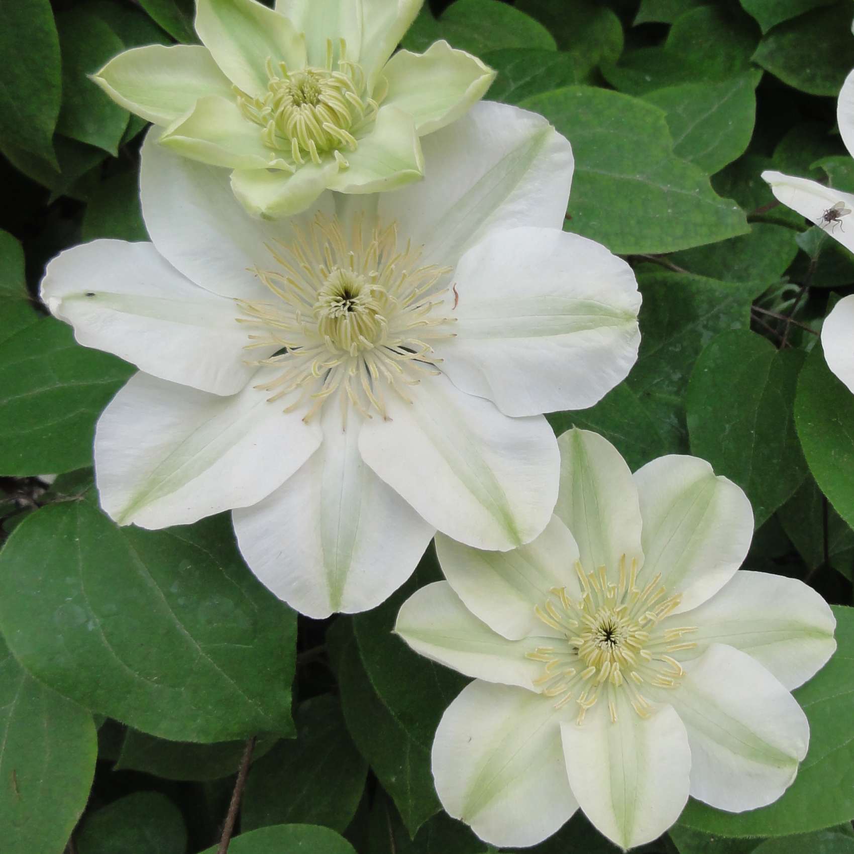 hell Grün Waldrebe Blumensamen zur Aussaat farbenfroh Schau Traditionssorte & ohne Gentechnik Samen Hausgarten