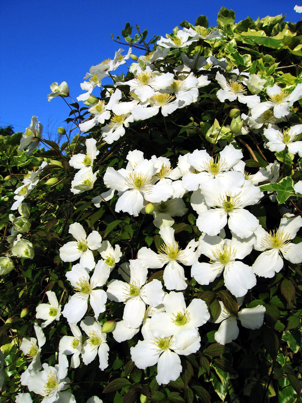 Waldrebe Montana Blumensamen zur Aussaat Bestäuber freundlich Traditionssorte & ohne Gentechnik Samen Hausgarten