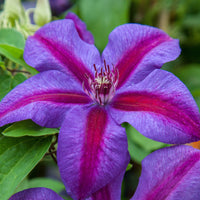 Rosa Violett Waldrebe Blumensamen zur Aussaat – Landhaus Garten wichtig – Traditionssorte & ohne Gentechnik Samen Hausgarten
